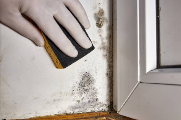 Best Mold Documentation for Insurance Claims  in Poncha Springs, CO